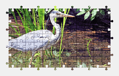 Jigsaw puzzle online heron,bird,water,animal,nature
