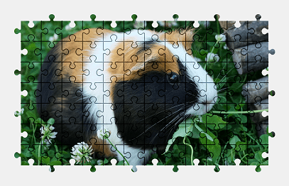 Jigsaw puzzle online guinea-pig,animal