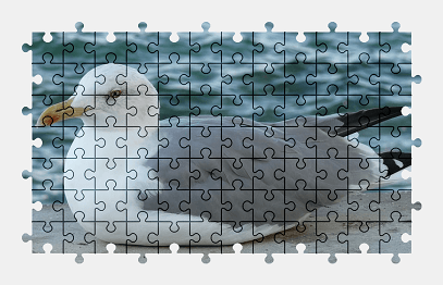 Jigsaw puzzle online seagull,gull,bird,animal