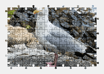 Jigsaw puzzle online gull,bird,animal,nature