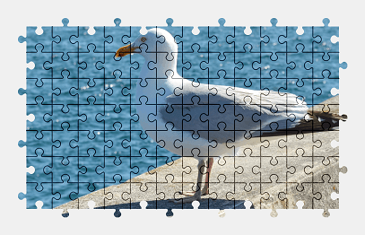 Jigsaw puzzle online gull,seagull,bird,animal