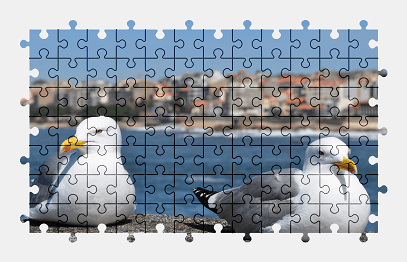 Jigsaw puzzle online gull,seagull,bird,animal