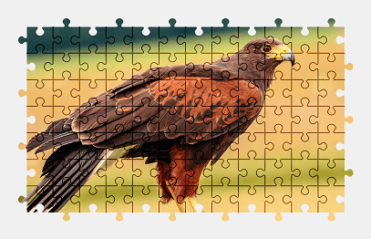 Jigsaw puzzle online hawk,bird,animal,predator,nature,colorful