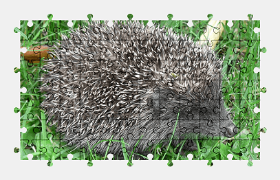 Jigsaw puzzle online hedgehog,animal,grass