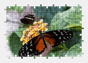 Jigsaw puzzle online butterfly,animal,flower,plant,nature,colorful
