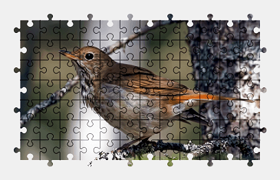 Jigsaw puzzle online bird,animal