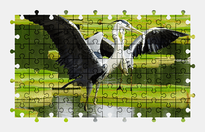 Jigsaw puzzle online heron,pond,bird,animal,nature,colorful