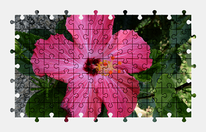 Jigsaw puzzle online hibiscus,flower,nature
