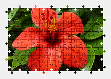 Jigsaw puzzle online red,hibiscus,flower,blossom,bloom,nature,colorful