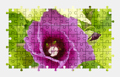 Jigsaw puzzle online rose-of-sharon,flower,nature,colorful