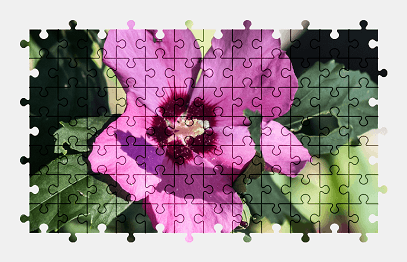 Jigsaw puzzle online hibiscus,flower,nature,colorful