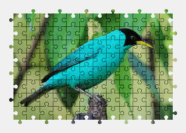 Jigsaw puzzle online green,tropical,bird,animal,colorful