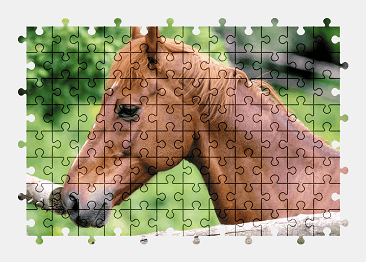 Jigsaw puzzle online horse,animal,nature,colorful