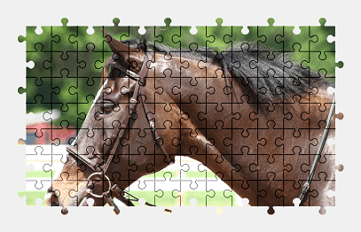 Jigsaw puzzle online horse,animal