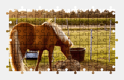 Jigsaw puzzle online horse,animal,pasture,nature,colorful