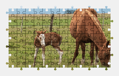 Jigsaw puzzle online horse,animal,nature