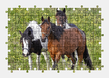 Jigsaw puzzle online nature,horse,animal,colorful