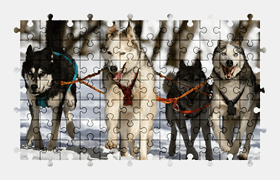 Jigsaw puzzle online husky,dog,animal,snow,colorful