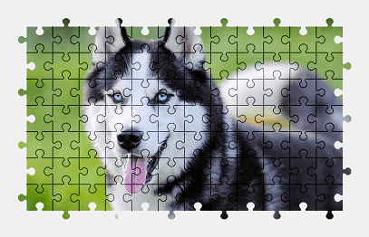 Jigsaw puzzle online husky,dog,animal,colorful