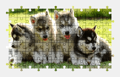 Jigsaw puzzle online husky,puppy,dog,animal,nature,colorful