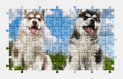 Jigsaw puzzle online husky,puppy,dog,animal,cute,colorful