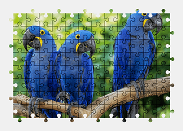 Jigsaw puzzle online macaw,parrot,blue,bird,colorful,animal