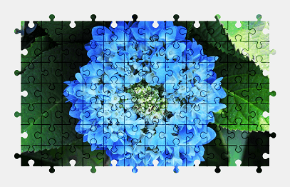 Jigsaw puzzle online blue,hydrangea,flower,colorful
