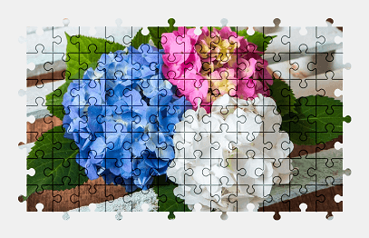 Jigsaw puzzle online hydrangea,flower,colorful