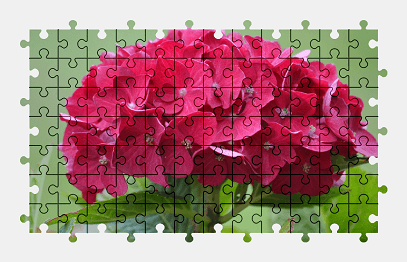Jigsaw puzzle online hydrangea,flower,nature