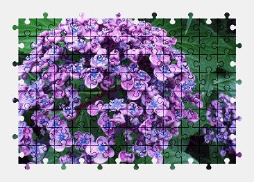 Jigsaw puzzle online purple,hydrangea,flower,nature,colorful