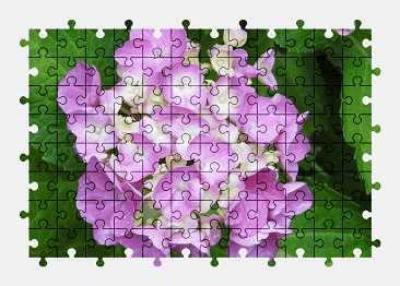 Jigsaw puzzle online hydrangea,flower,purple,nature