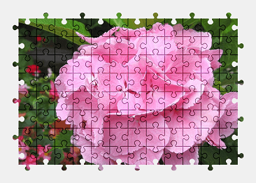 Jigsaw puzzle online pink,hydrangea,flower,nature,colorful