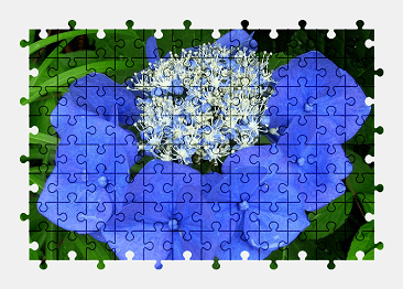 Jigsaw puzzle online blue,hydrangea,flower,nature,colorful