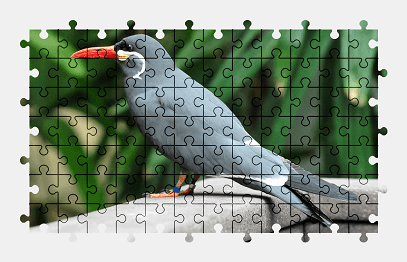 Jigsaw puzzle online bird,animal,colorful