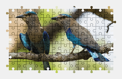 Jigsaw puzzle online bird,animal,nature,colorful