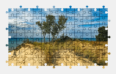 Jigsaw puzzle online beach,park,tree,sky,nature,usa