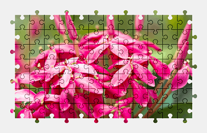 Jigsaw puzzle online flower,plant,nature,colorful