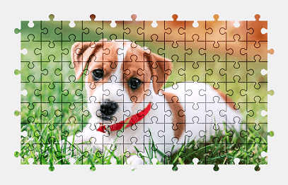 Jigsaw puzzle online jack-russell-terrier,puppy,dog,animal,colorful