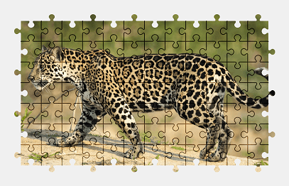 Jigsaw puzzle online jaguar,big-cat,cat,animal