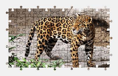 Jigsaw puzzle online jaguar,animal,zoo,nature,colorful