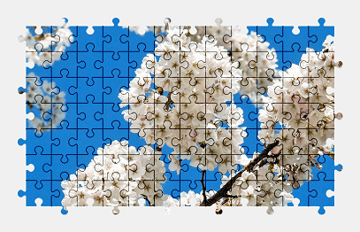 Jigsaw puzzle online white,cherry,tree,flower,nature