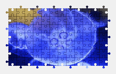 Jigsaw puzzle online jellyfish,animal,water,underwater,ocean,sea,nature