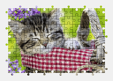Jigsaw puzzle online kitten,animal,colorful,cute,cat