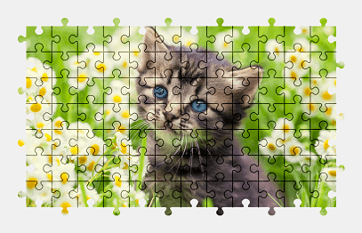 Jigsaw puzzle online kitten,animal,flower,nature,cat,cute,colorful