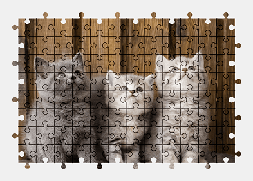 Jigsaw puzzle online kitten,animal,cat,pet