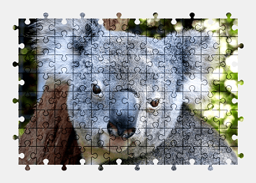 Jigsaw puzzle online koala,animal,cute,colorful