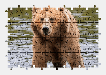 Jigsaw puzzle online bear,nature,animal,water