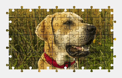 Jigsaw puzzle online labrador,dog,animal,colorful,pet