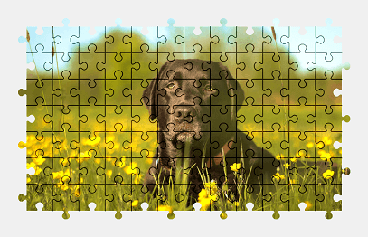 Jigsaw puzzle online labrador,dog,animal,colorful