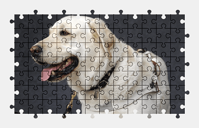 Jigsaw puzzle online white,labrador,dog,animal,pet